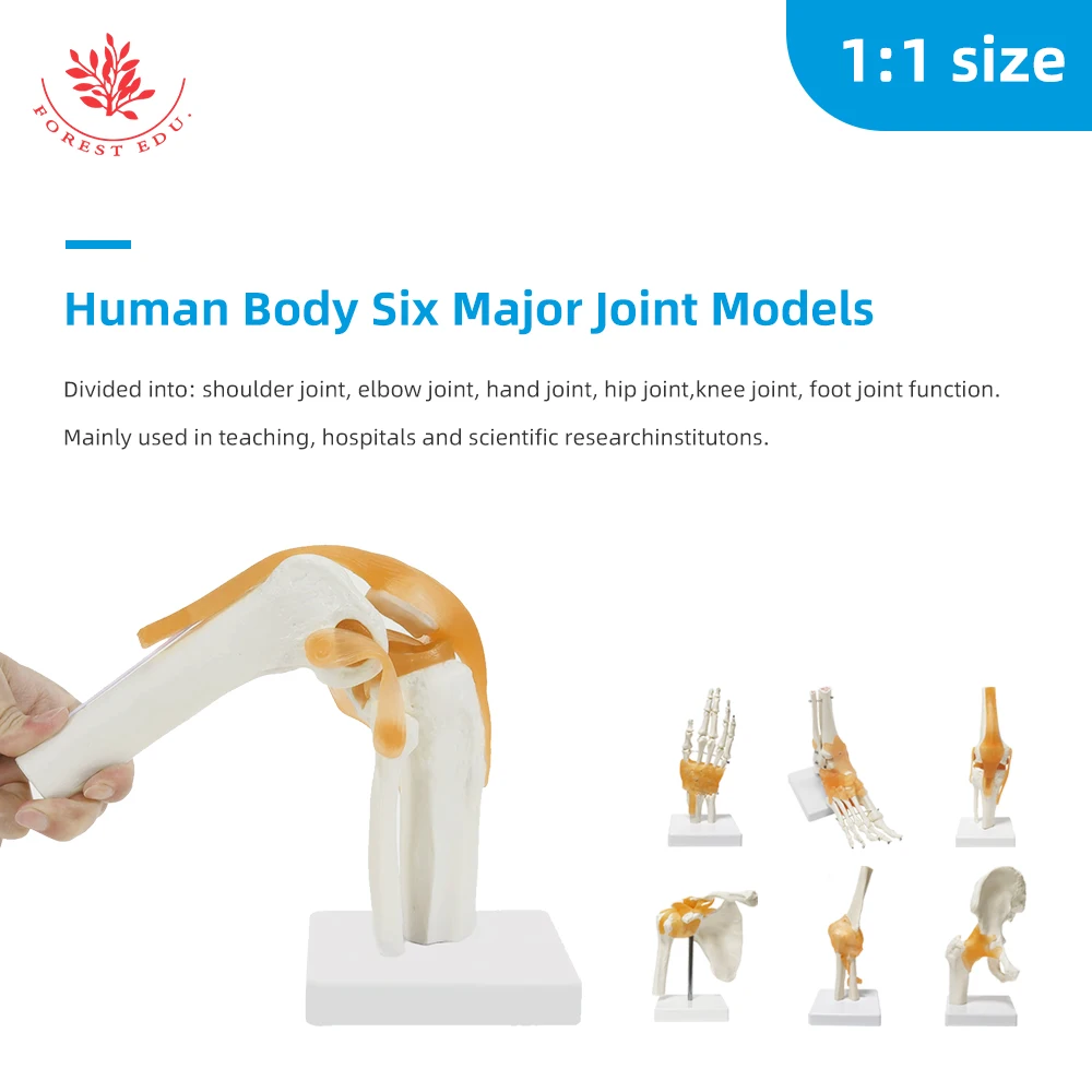 Human Joint Model Life-size One Set Ligament Hand Shoulder Elbow Hip Knee Foot FORESTEDU Medical Science Educational Tools
