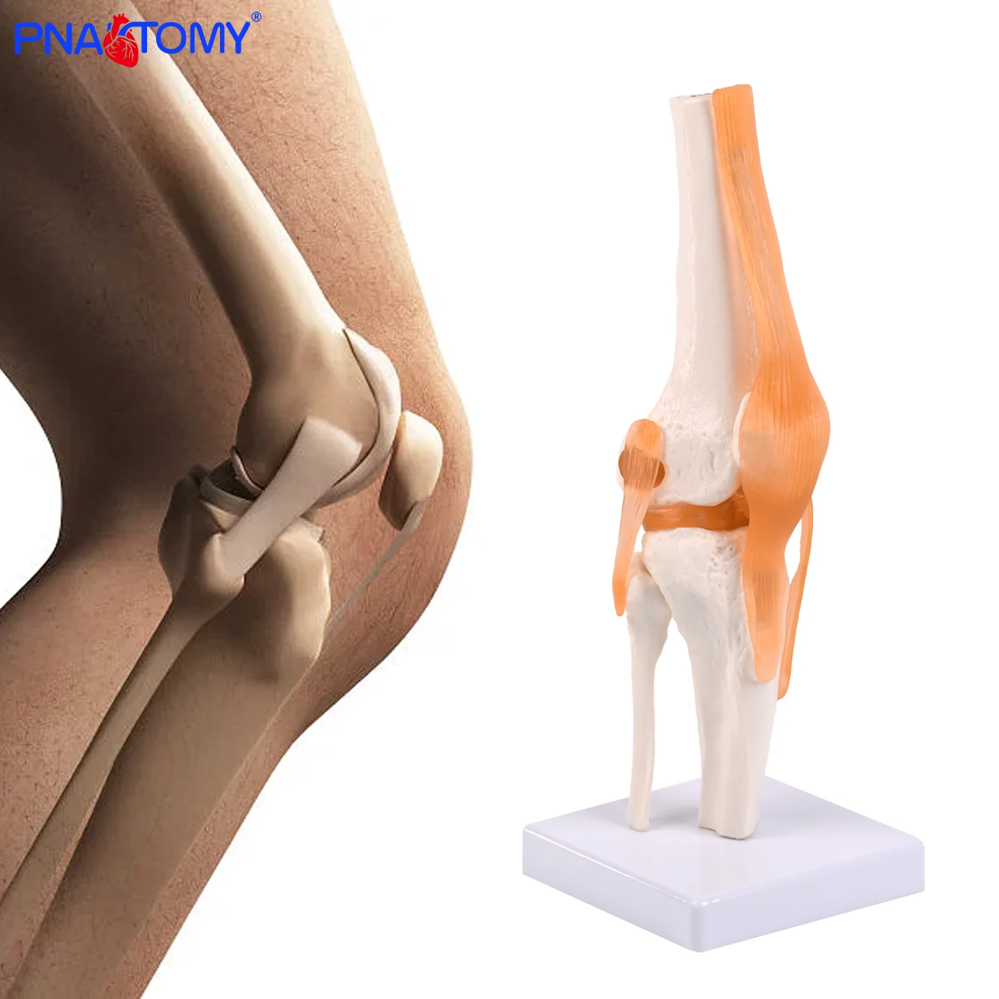 Life-Size Knee Joint Model 4