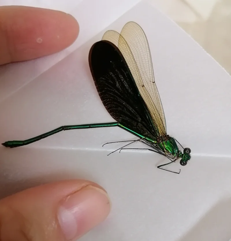 Real insect dragonfly specimen without wings protozoa wing specimen DIY jewelry crafts home decoration kawaii accessories 3