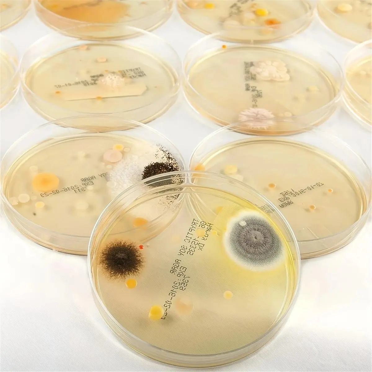A10R 1세트 과학 연구실, 미생물 집락 관찰 실험, 일회용 페트리 접시(agar 미포함)
