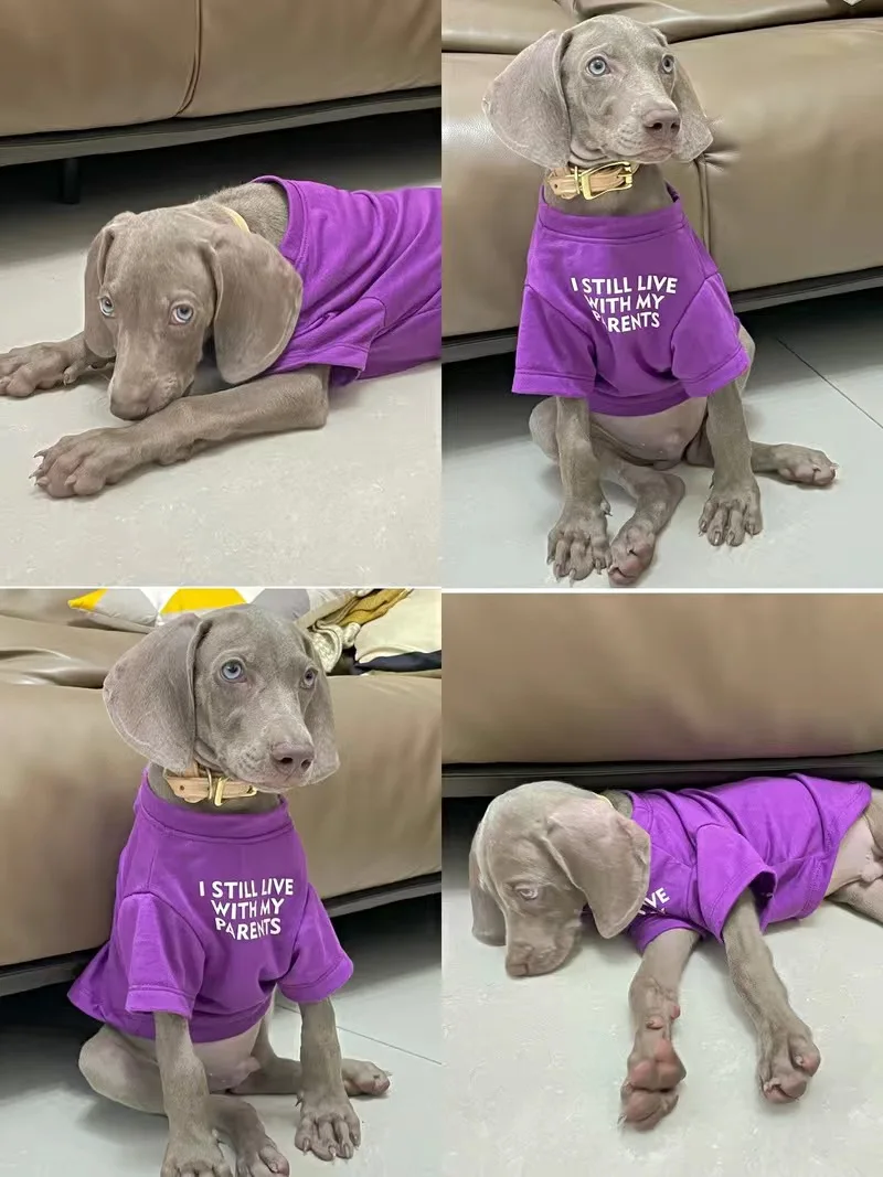 T Shirt Spring Autumn Pet - PeticaDeals