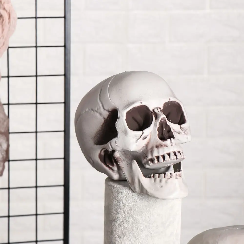 Human Skull Head Skeleton Halloween Photo Prop and Home Decor