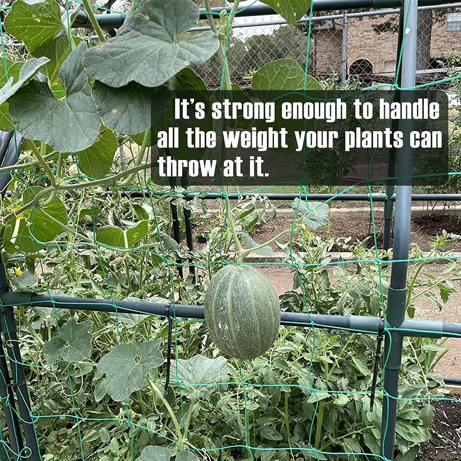 Description Picture 5 of item36 Strands 10cm Cell Plant Climbing Net -Heavy Duty Garden Trellis Netting Plant Netting for Cucumber Vine, Fruits & Vegetable