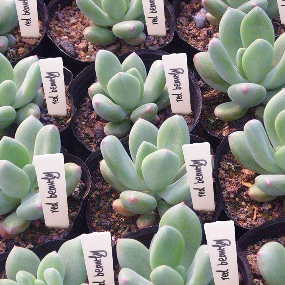 

Name Plant Label Herbs Kit Labeling Labels Marker Nursery Plant Plastic Small Supplies 100pcs Tags 5*1cm White