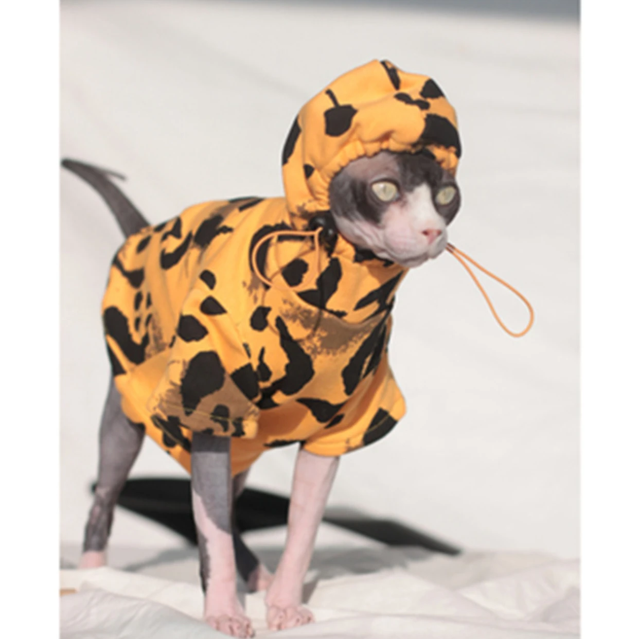 

Sphynx Cat Clothes Pet Clothes Spring and Autumn Trend Hooded Sports Wind Cotton Hairless Cat Clothes Devon Cat Clothes