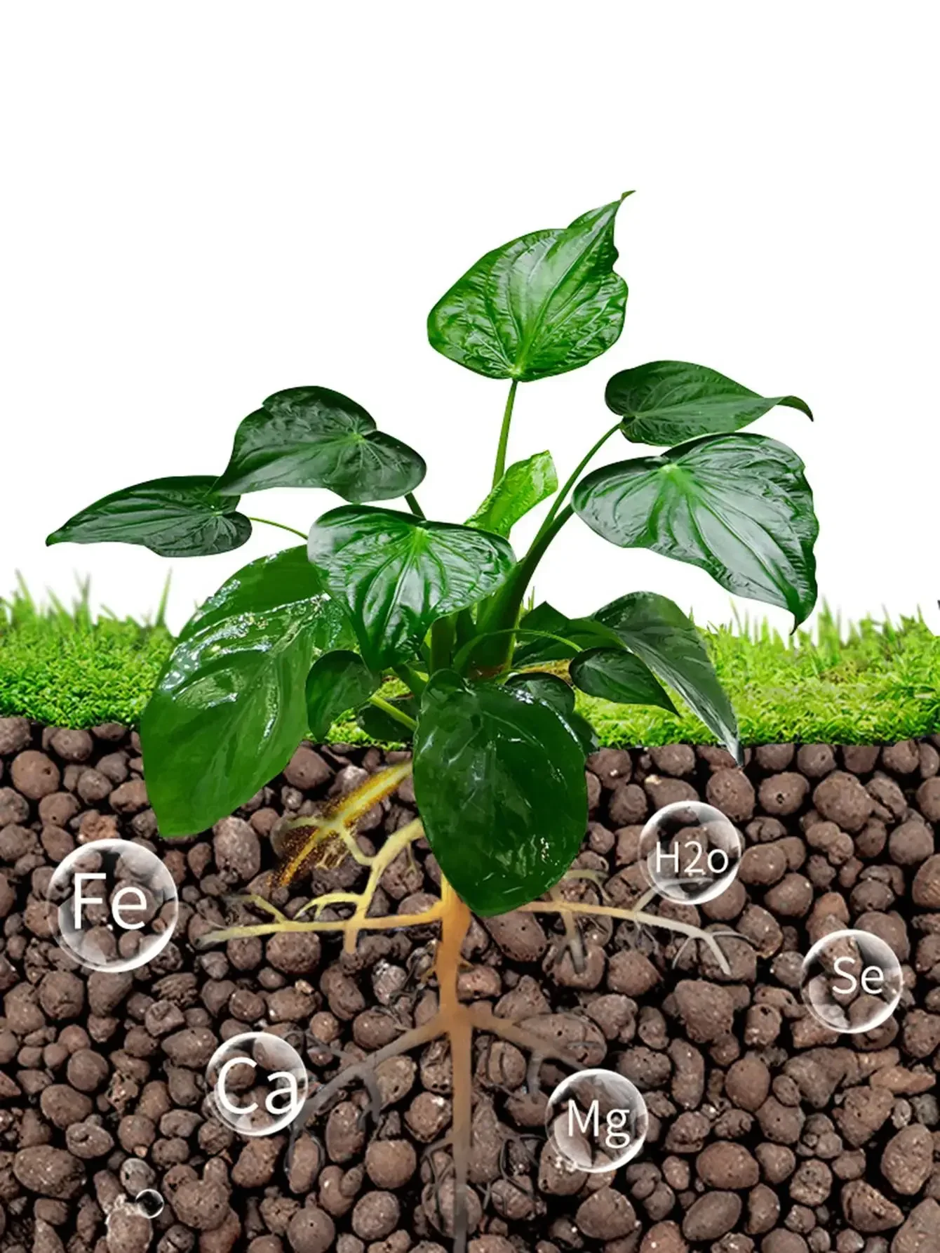 Description Picture 6 of item500g  Clay Pebble Combination Set, Used For Garden Decoration, Micro-Landscape, Bonsai Decoration, Aquarium