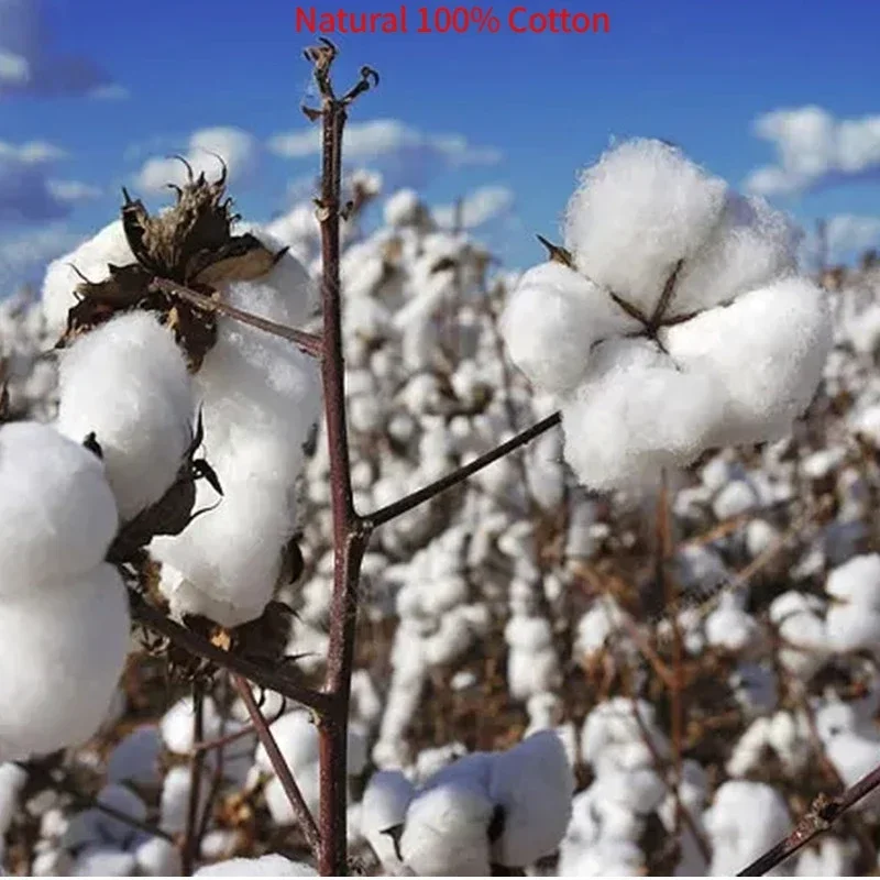 100% Cotton Luxury Super Soft Microfibe Pure Cotton Bed Sheets Double Queen King Bed European and American Bedding 150 180 200 2