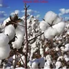 100% Cotton Luxury Super Soft Microfibe Pure Cotton Bed Sheets Double Queen King Bed European and American Bedding 150 180 200 2