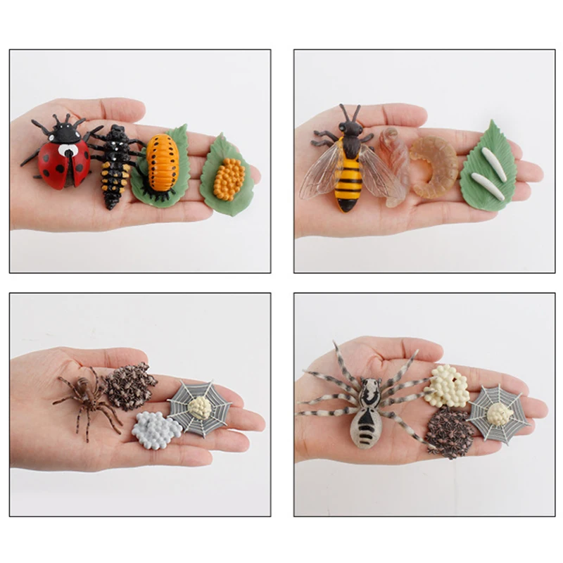 Children Simulation Biology Model Toys Animal Plant Life Growth Cycle Montessori Educational Learning Toy For Kids Teaching Aids 4