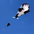Black-White Whale