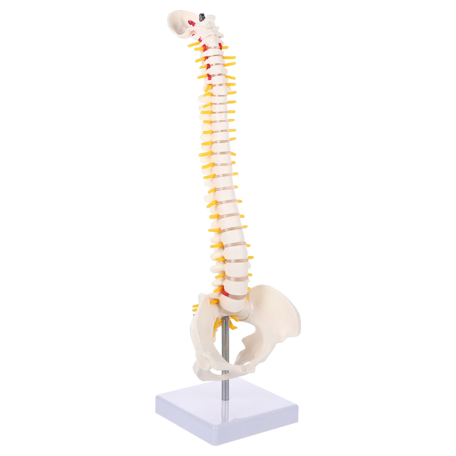 

Model Spine Anatomy Human Spinal Anatomical Models Training Lumbar Vertebrae Practice Body Chiropractic Demonstration