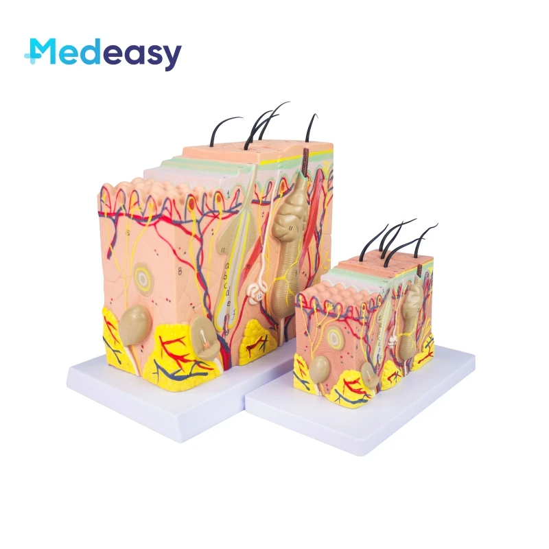 

Human Skin Anatomy Model Human Structure 3D Skin Model