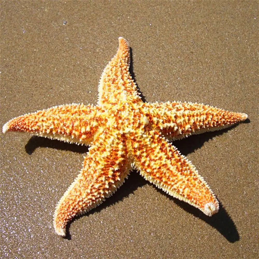 Resin Starfish Ornaments 10-16cm 2Pcs Flat Dried Starfish DIY Crafts Mini Sea Shells Ornaments Beach Craft For Wedding Party Home Photo Props Decoration