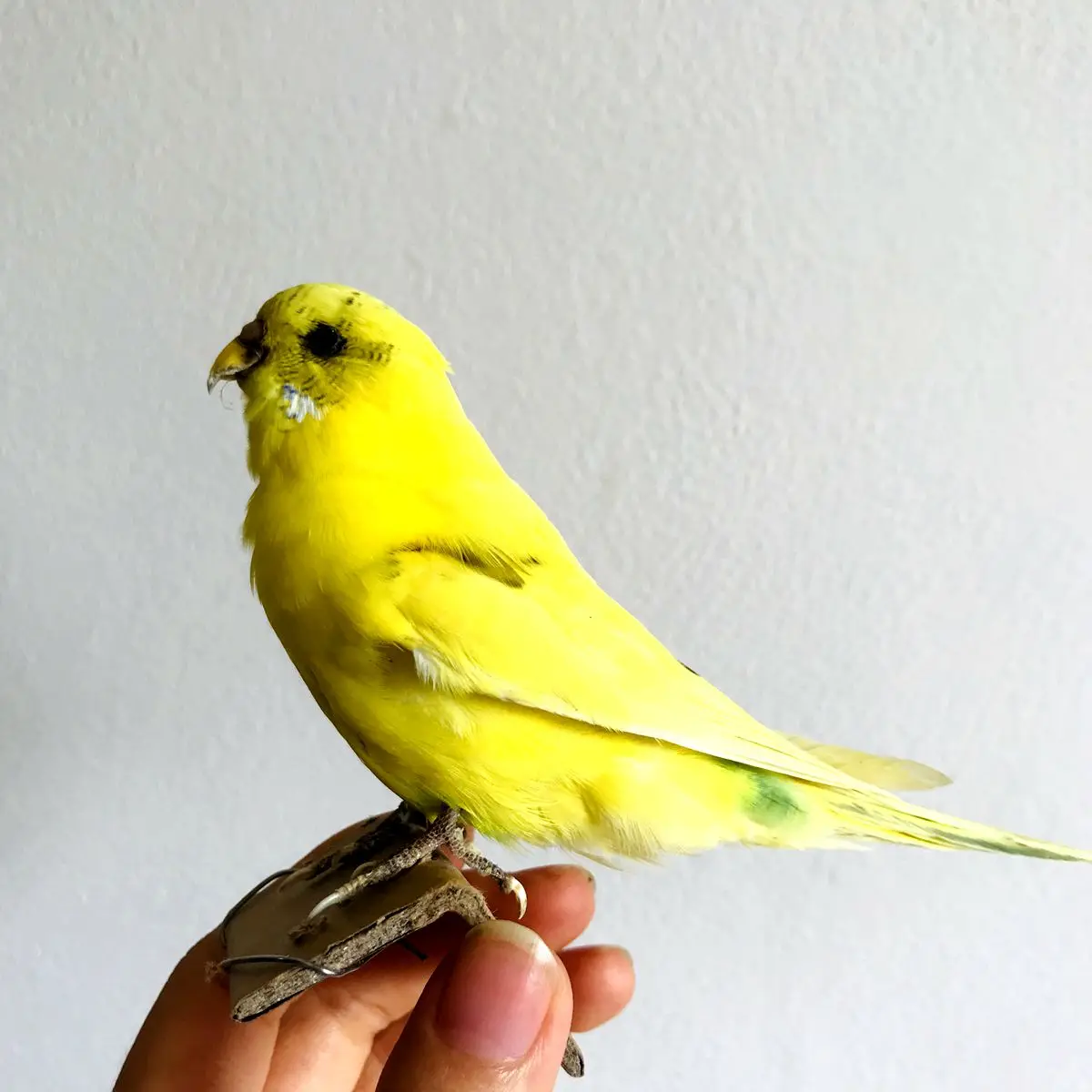 Taxidermy stuffing Eurasian yellow colour Melopsittacus undulatus / Budgerigar Budgie Parrot specimen Teaching / Decoration & 6