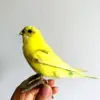 Taxidermy stuffing Eurasian yellow colour Melopsittacus undulatus / Budgerigar Budgie Parrot specimen Teaching / Decoration & 6