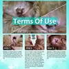 Dogs EarMite Oil Ear MiteTreatment For Dogs And Cats Pet Ear Canals Cats EarMite Pet Ear Cleaners Pet Ear Wash 5