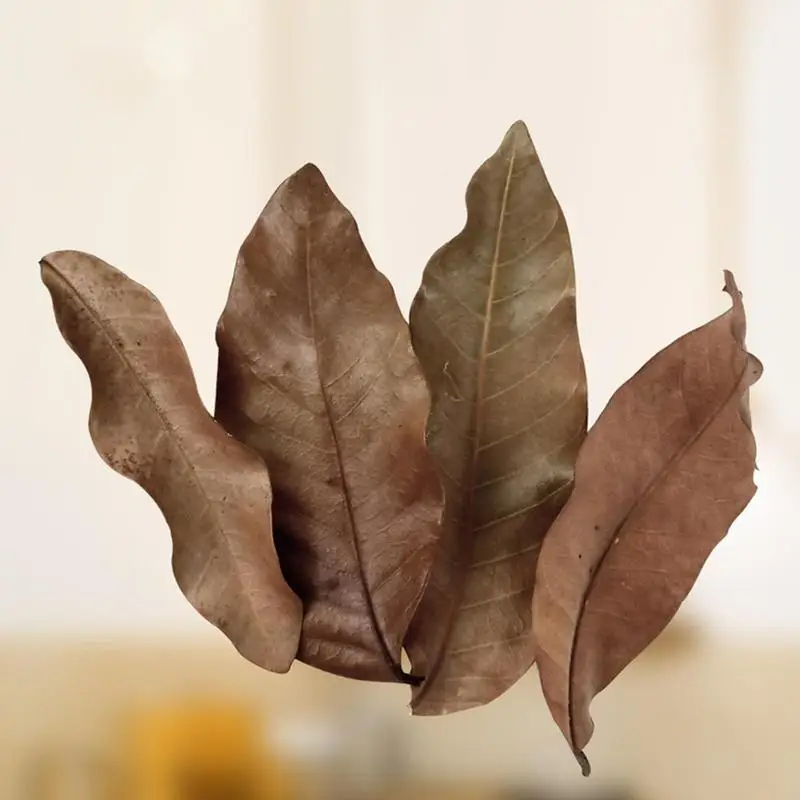 50Pcs Aquarium Catappa Leaves Indians Almond Leaves For Reduce PH