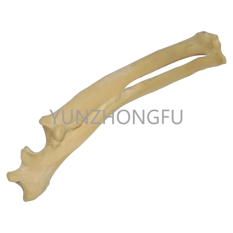 

Dog bone model