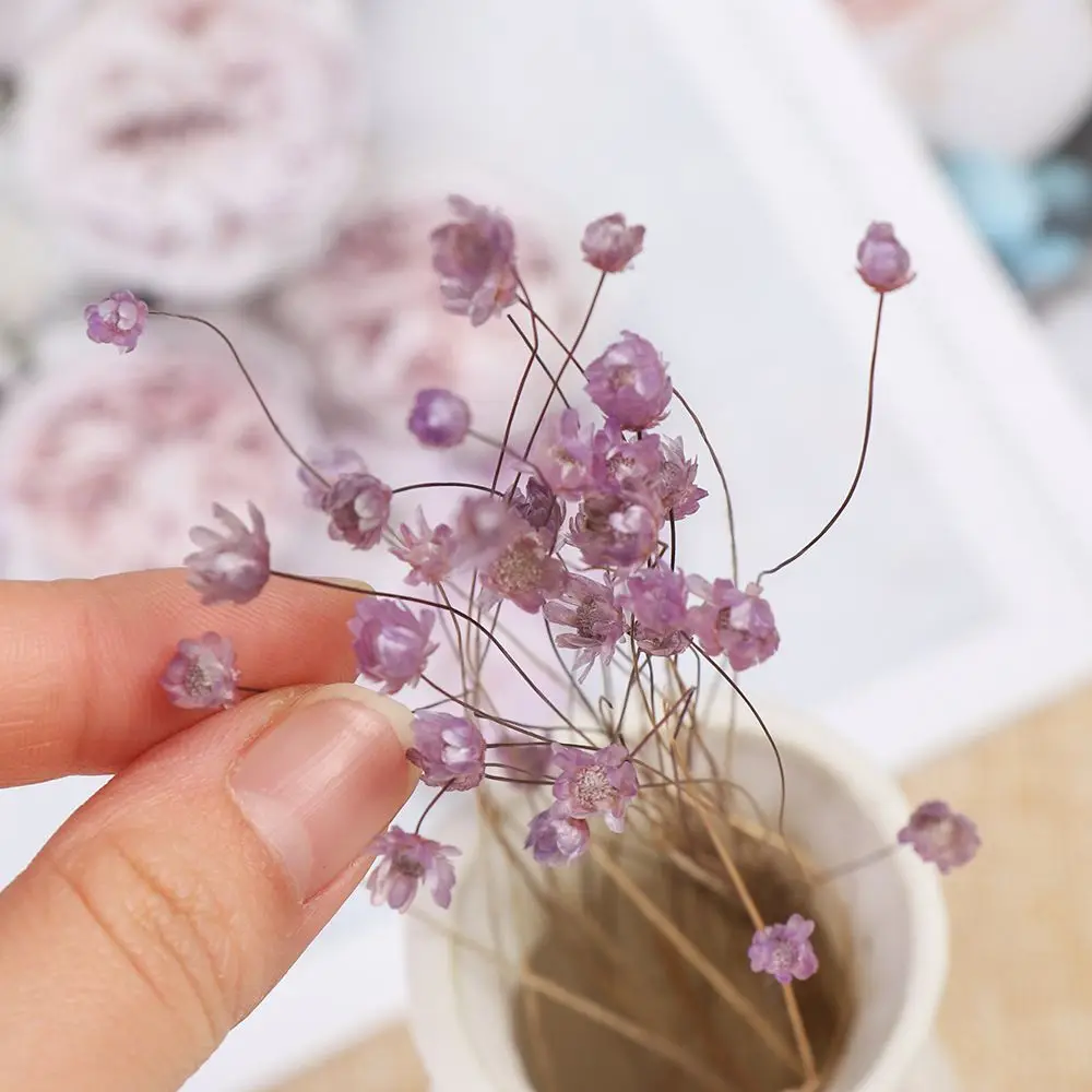 30Pcs Dried Flower Mini Daisies Floral Bouquet Wedding DIY Decor Party Sale  2021