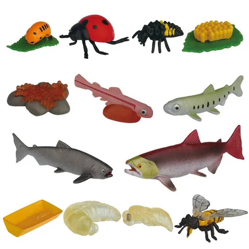 

Life Cycle Toys For Kids Animal Growth Cycle Growth Stage Model Realistic Life Cycle Figurines Biology Science Kit for Preschool