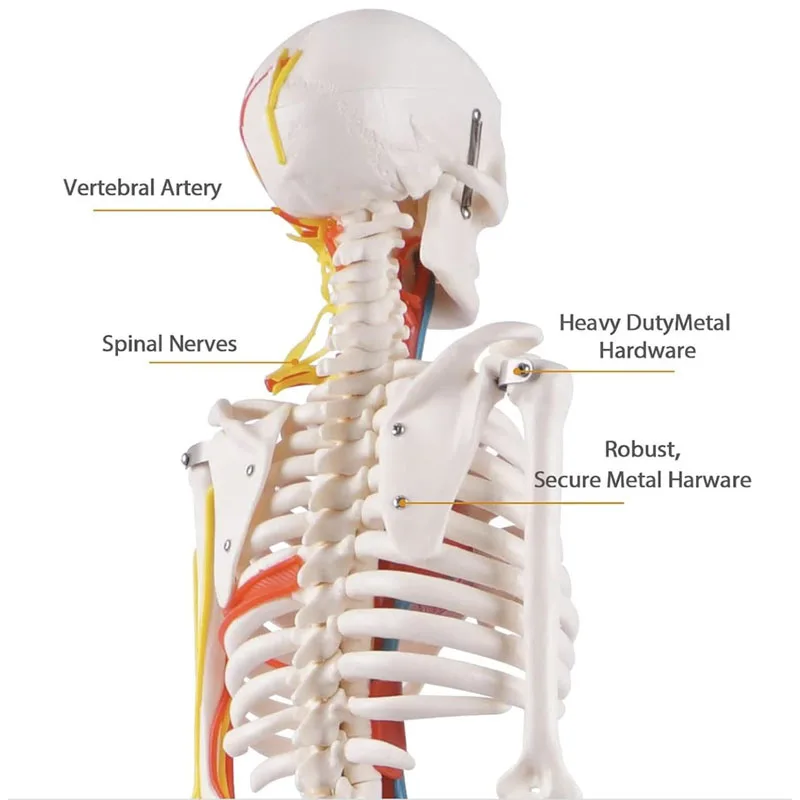 Anatomical Model 1/2 Life Size 85cm Human Skeleton Include Nerve Blood Vessels,Heart Medical Science Teaching Resource