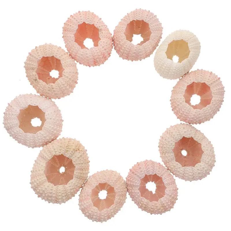 SeaUrchinShellsShellDecorAirPlanterNaturalUrchinsDecoration