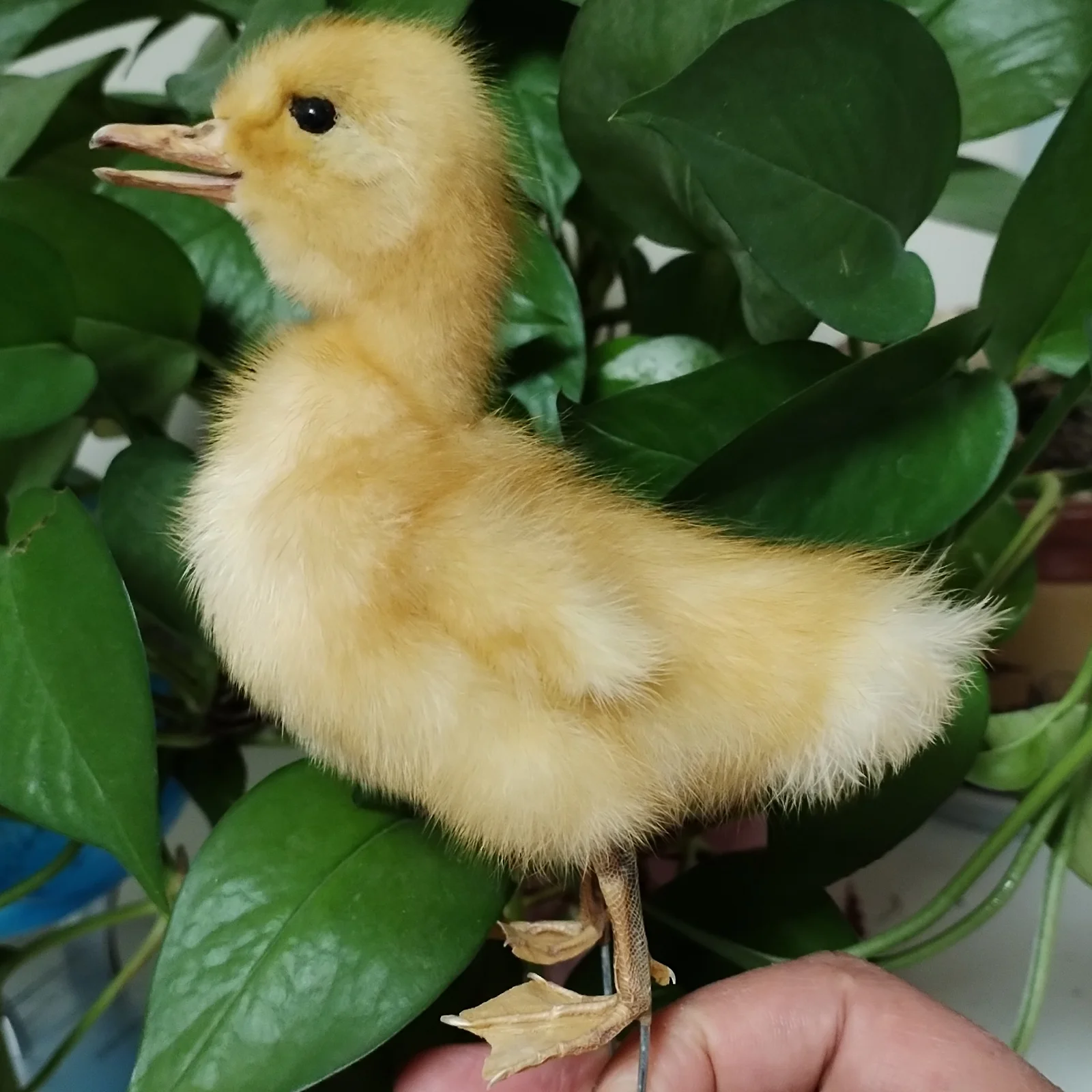 Miniature Duck Figurines Stuffed Duckling Specimen Yellow Duck Birds Taxidermy Home Decor-Perfect for Collecting, Special Gifts