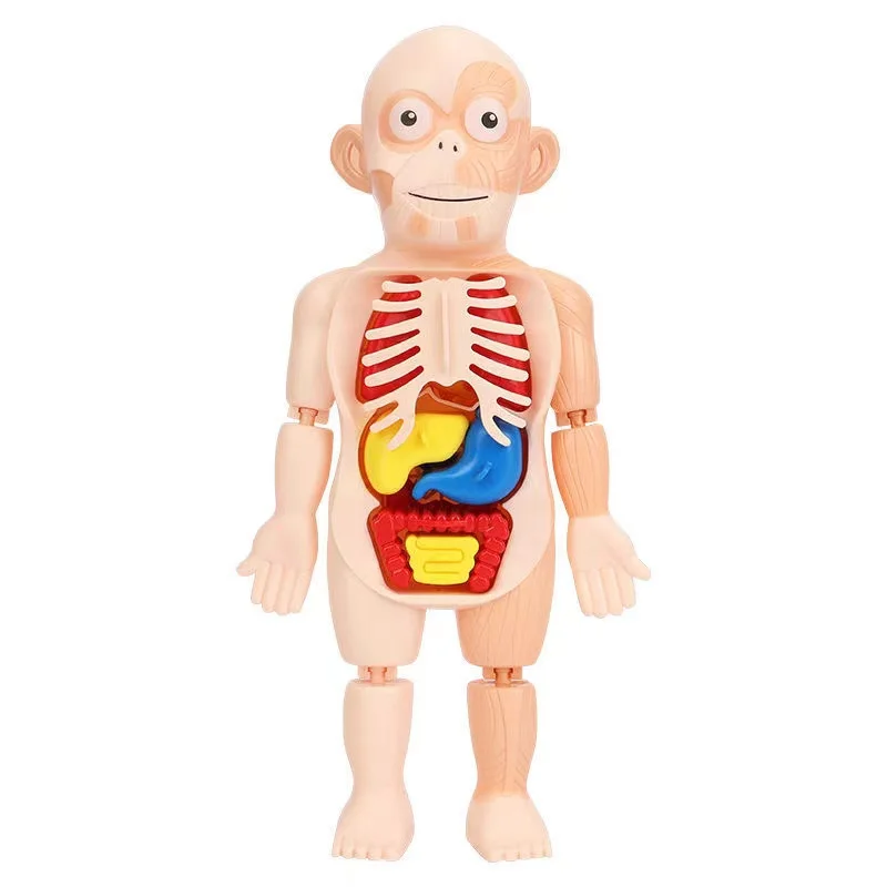 Children Human Organ Model Puzzle Toy 2