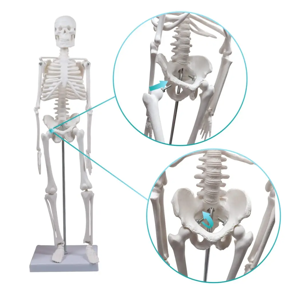 45CM Human Skeleton Model Anatomical Anatomy human Flexible Medical anatomical boneco toy in medical science supplies anatomical models