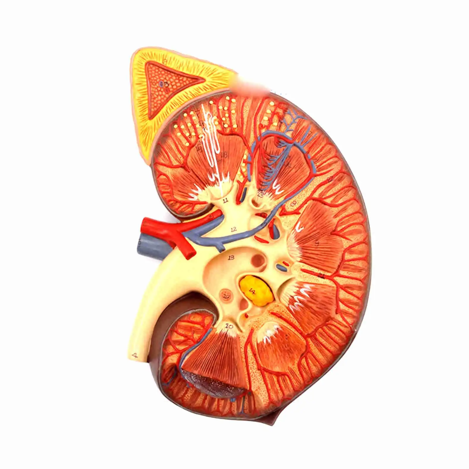 

PVC 3 Times Enlarged Human Kidney Anatomical Medical Model With Adrenal Glands for Patient Education