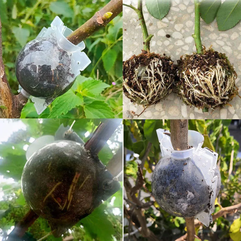 12cm Fruit Plant Tree Rooting Ball Root Box Plastic Case Transparent Flower Grafting Rooter Growing High-pressure Breeding F20