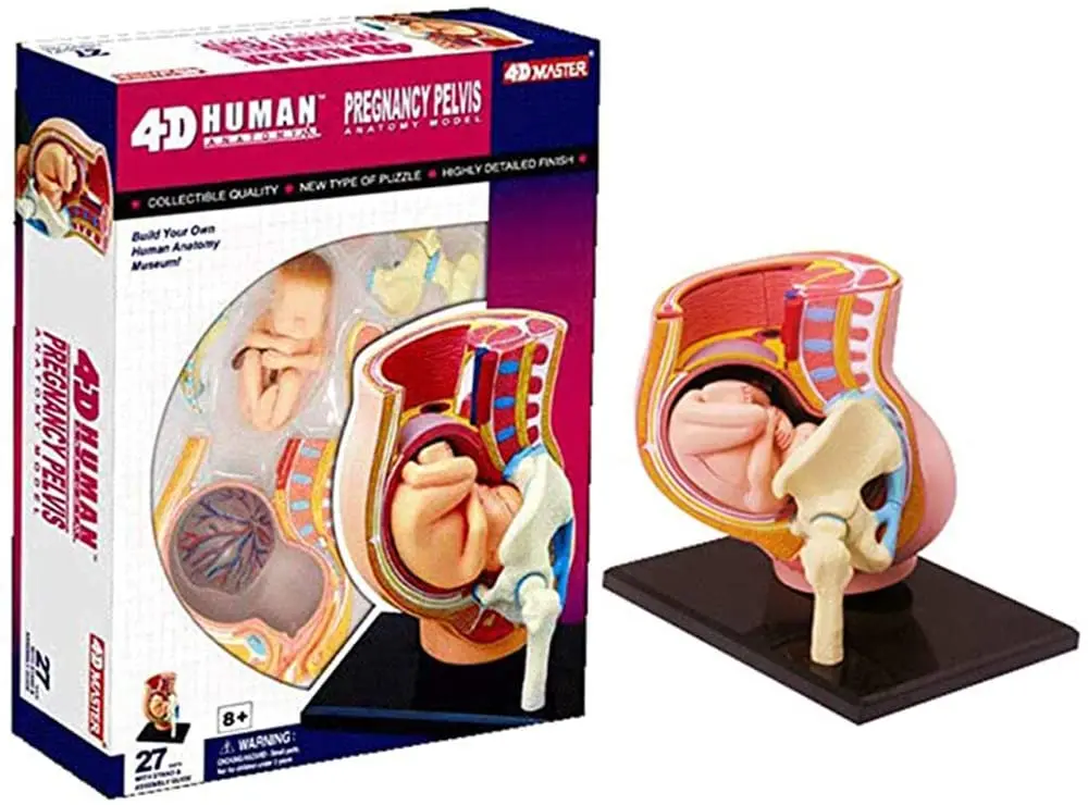 4D MASTER HUMAN ANATOMICAL MODELS DIY PUZZLES TOYS BODY ANATOMY