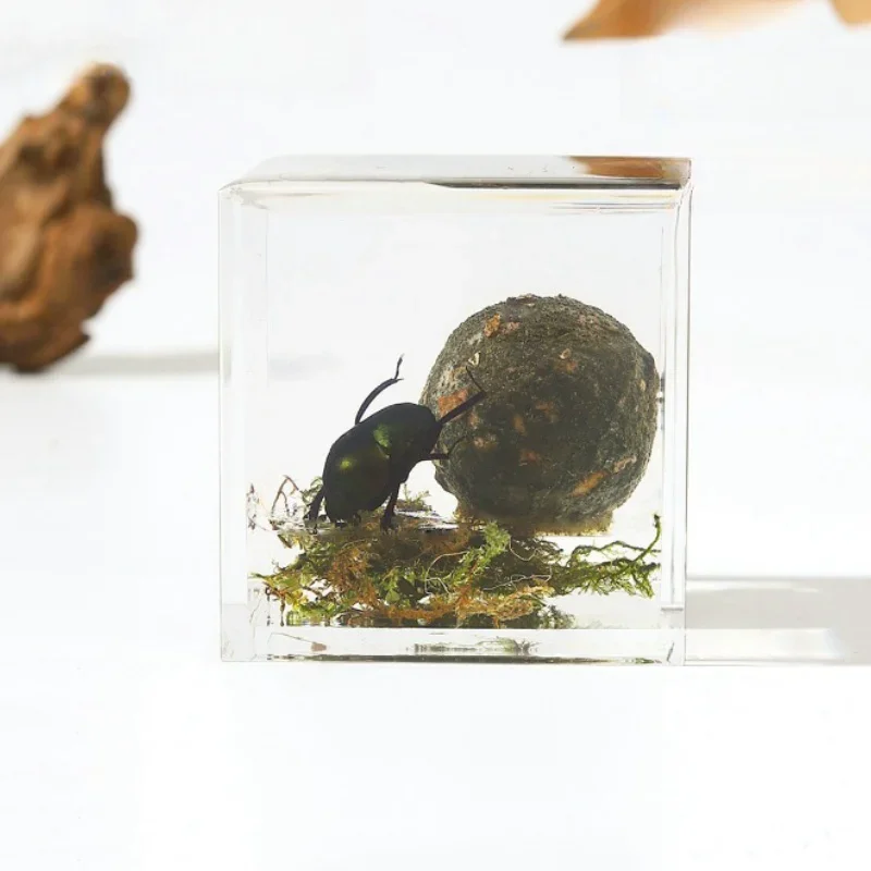 Insect Specimens Resin Epoxy Real Dung Beetle Specimen Insect Taxidermy Acrylic Clear Resin Dung Beetle Insect Sample Bug Collection House Decor