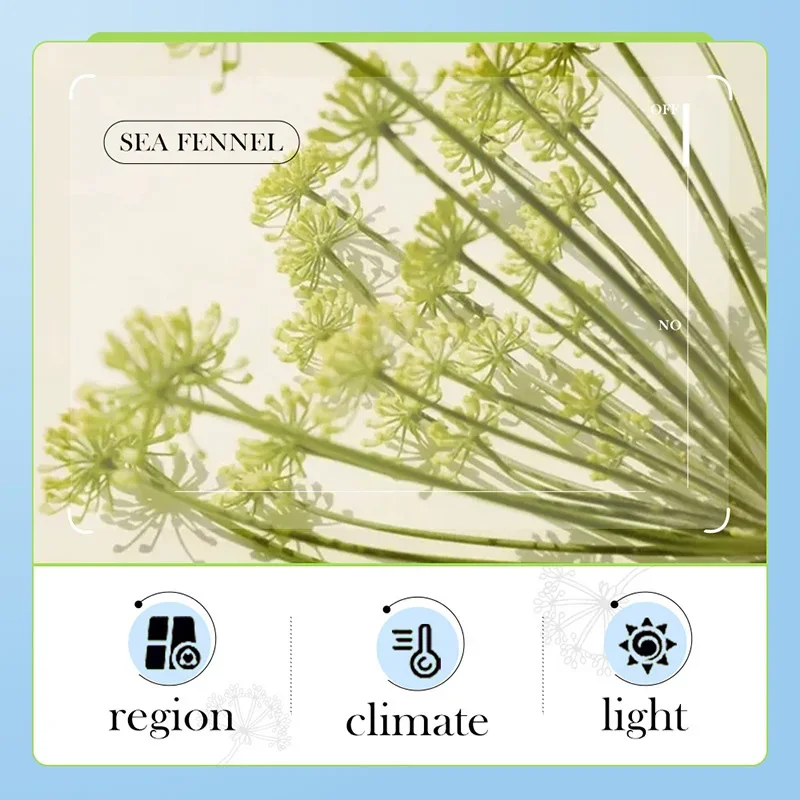 BIOAOUA Sea Fennel Hyaluronic Acid Moisturizing Facial Cream Anti-oxidation Whitening Brightening Firming Face Cream Skin Care