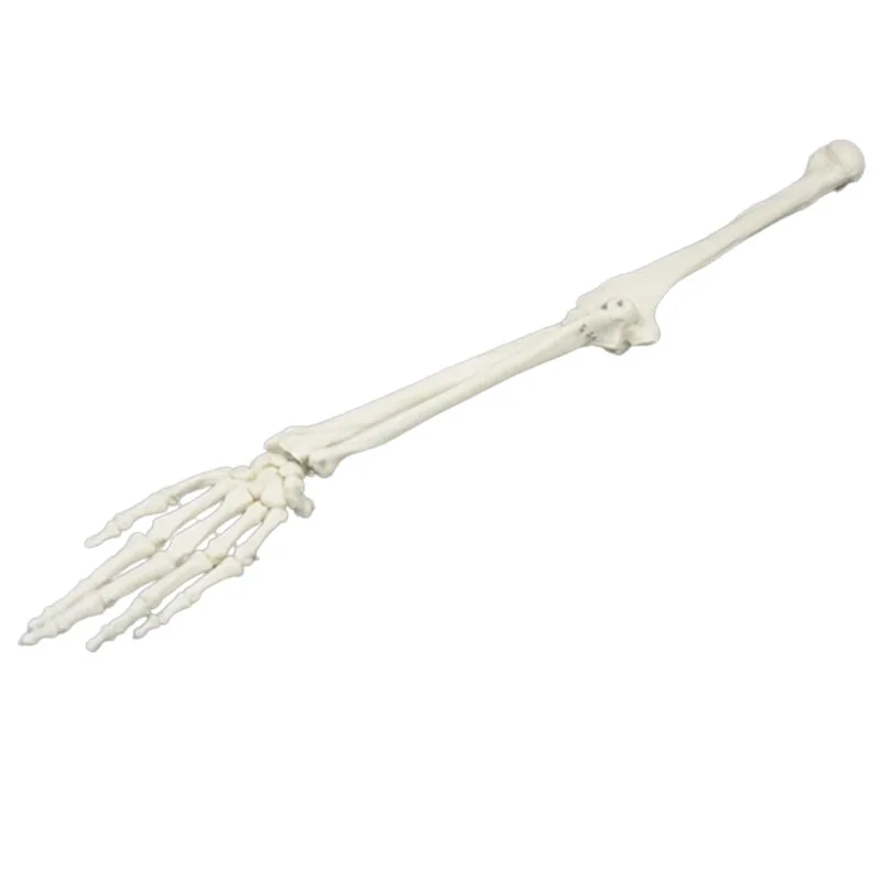Adult Human Upper Limb Bone Arm and Radius Hand Bone Anatomy Model Medical Science Classroom Supplies Teaching