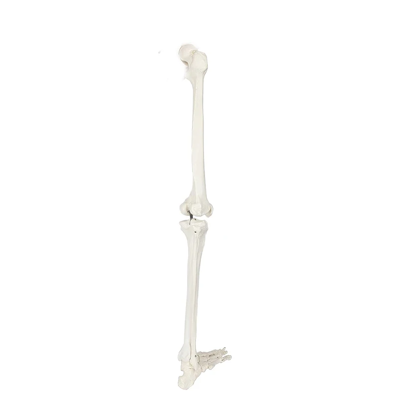 Human Skeleton Lower Limb Knee and Foot Anatomy Model Medical Science Teaching Resources