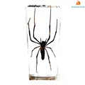 Longlegs Spider