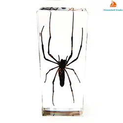 Large Insect Resin Specimen Collection for Science and Education Desk Ornament (Longlegs Spider)