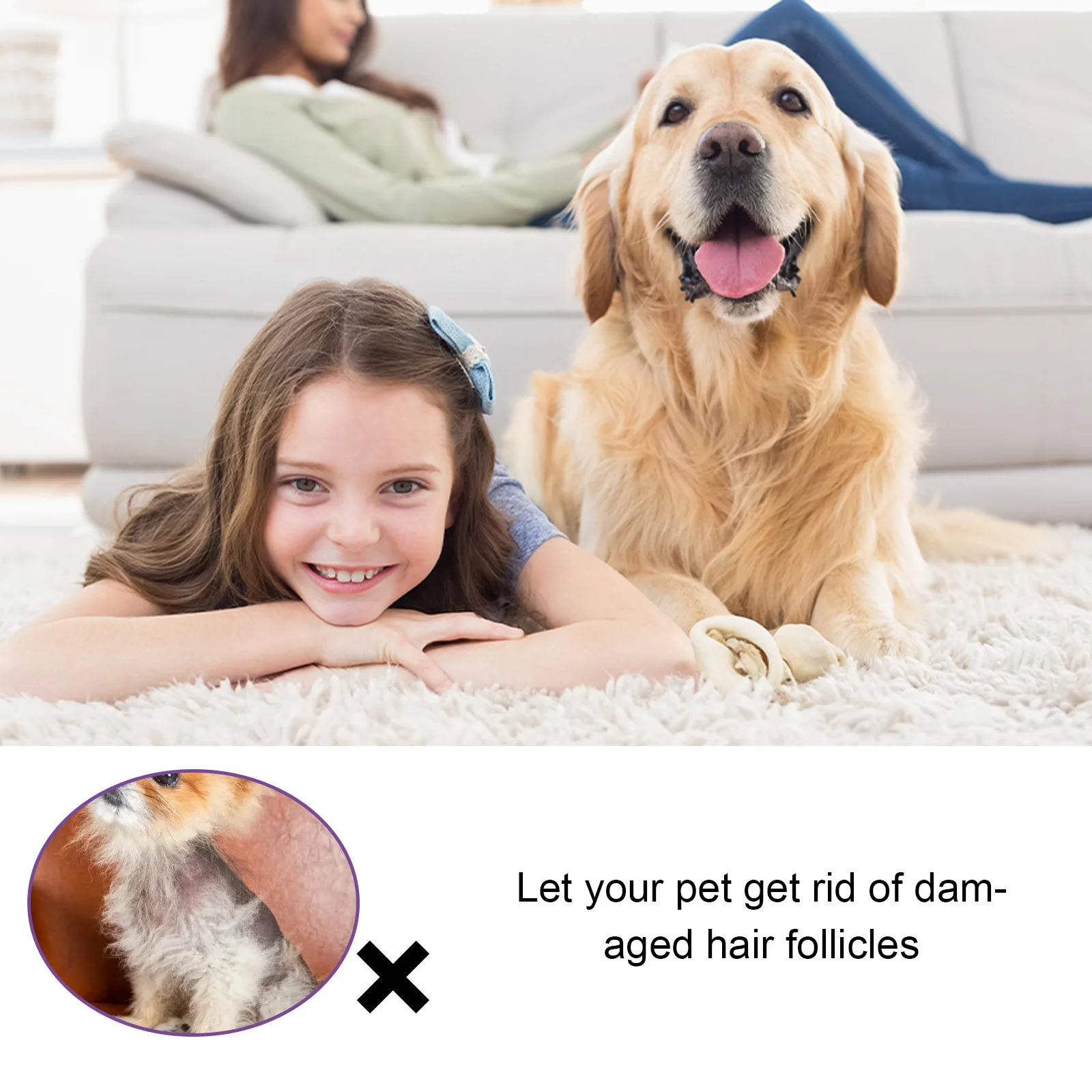 Golden Retriever My Dog Is Losing Hair And Weight Retriever Weight