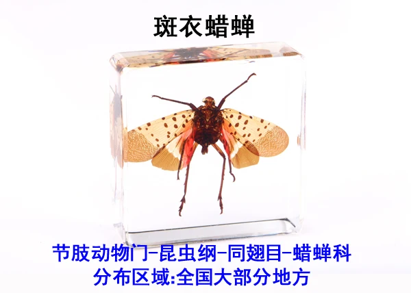 Fine beetle real insect resin specimen locust celestial beetle crab beetle ant bee firefly 5