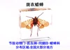 Fine beetle real insect resin specimen locust celestial beetle crab beetle ant bee firefly 5