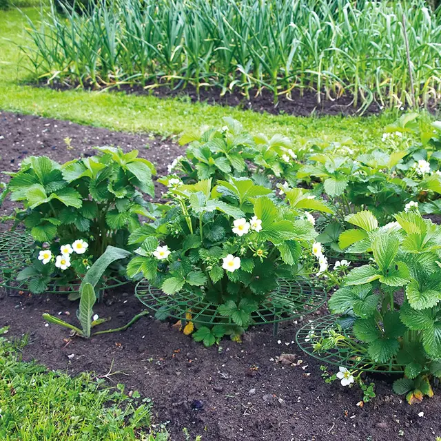 5/10/20Db Strawberry Támogatja A Gyümölcs Zöldségtermesztési Állvány Szamóca Tartóját, Hogy Megemelje Gyümölcsöket, Elkerülje Föld Rothadását - Image 4