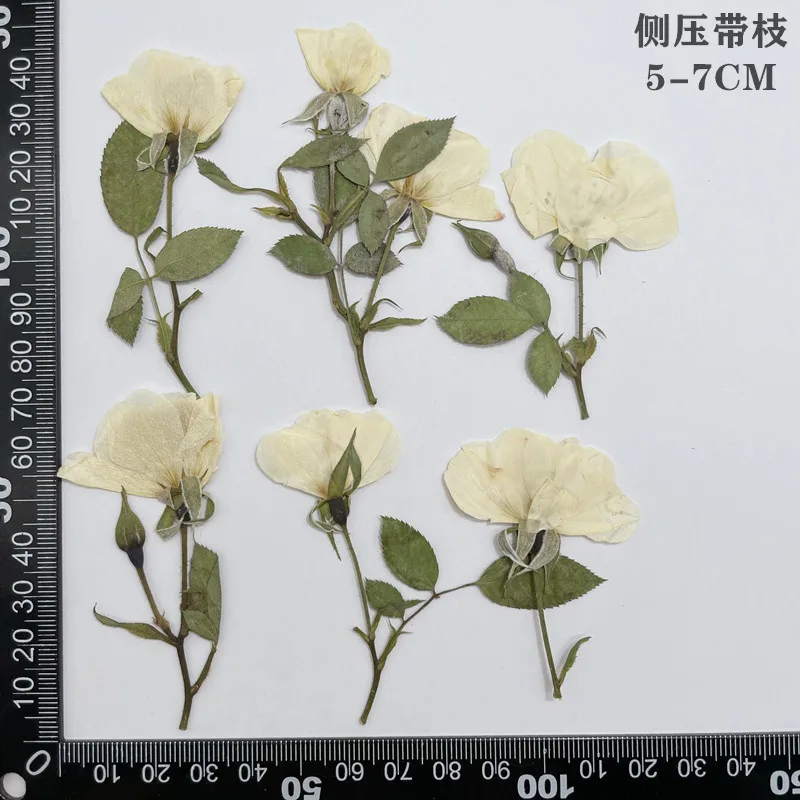4-6cm/12pcs,Dried small rose flowers,pressed mini rose branches