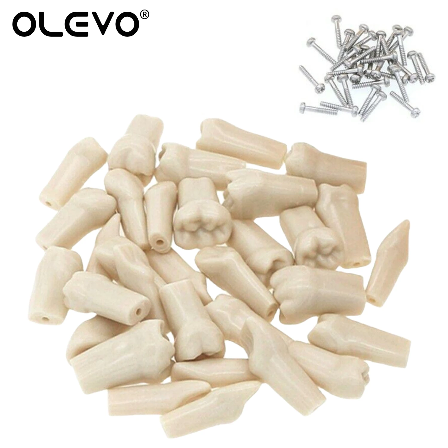 Dental Typodont Teeth Model Removable Individual Screw-in Resin Denture Practice Tooth for Nissin Dentist Teaching Accessories 3