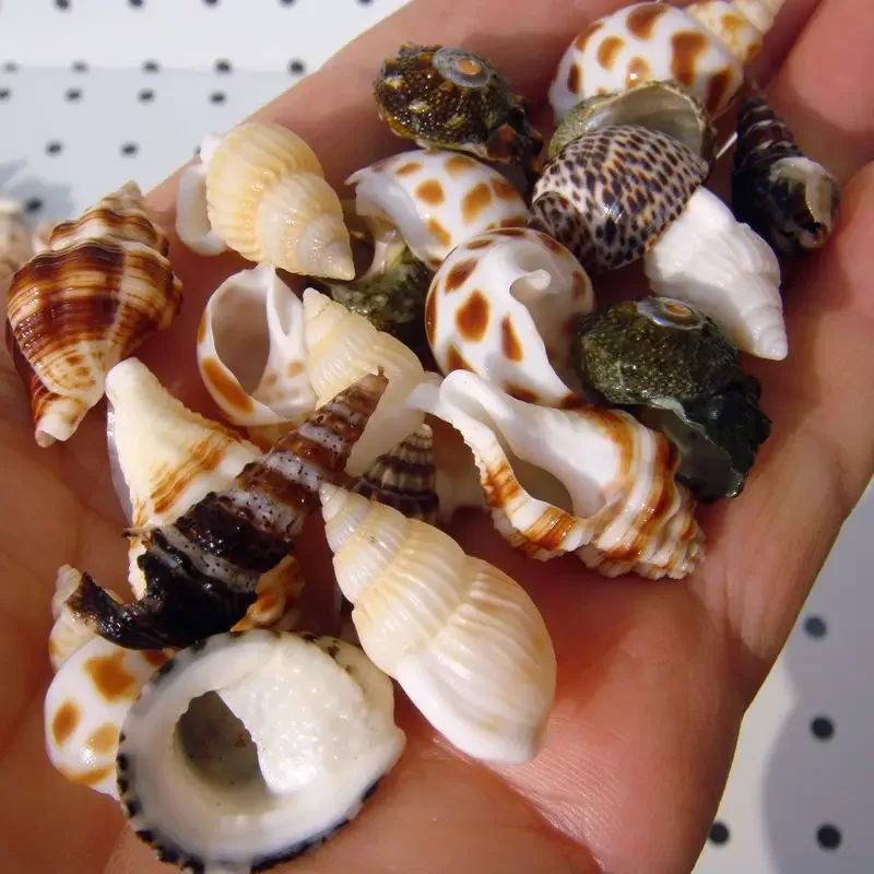Resin Starfish Ornaments Natural Shell Ornaments 250g Shell Union Conch Alliance Colorful Diy Small White Shells Starfish Sea Things Damaged Handicraft Making