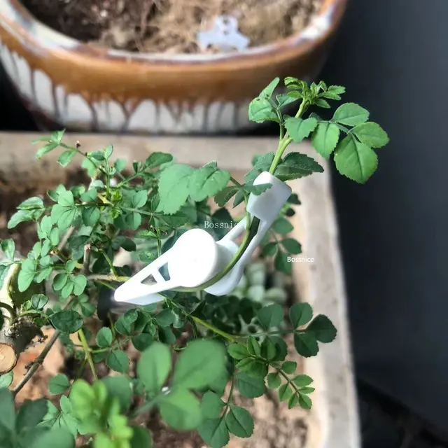 10Db/Set 360 Fokos Állítható Növényi Edző Klipek Fák Fióktelepek Hajlító Bonsai Óvodai Állomány Alacsony Stressz Edzésvezérlés - Image 2