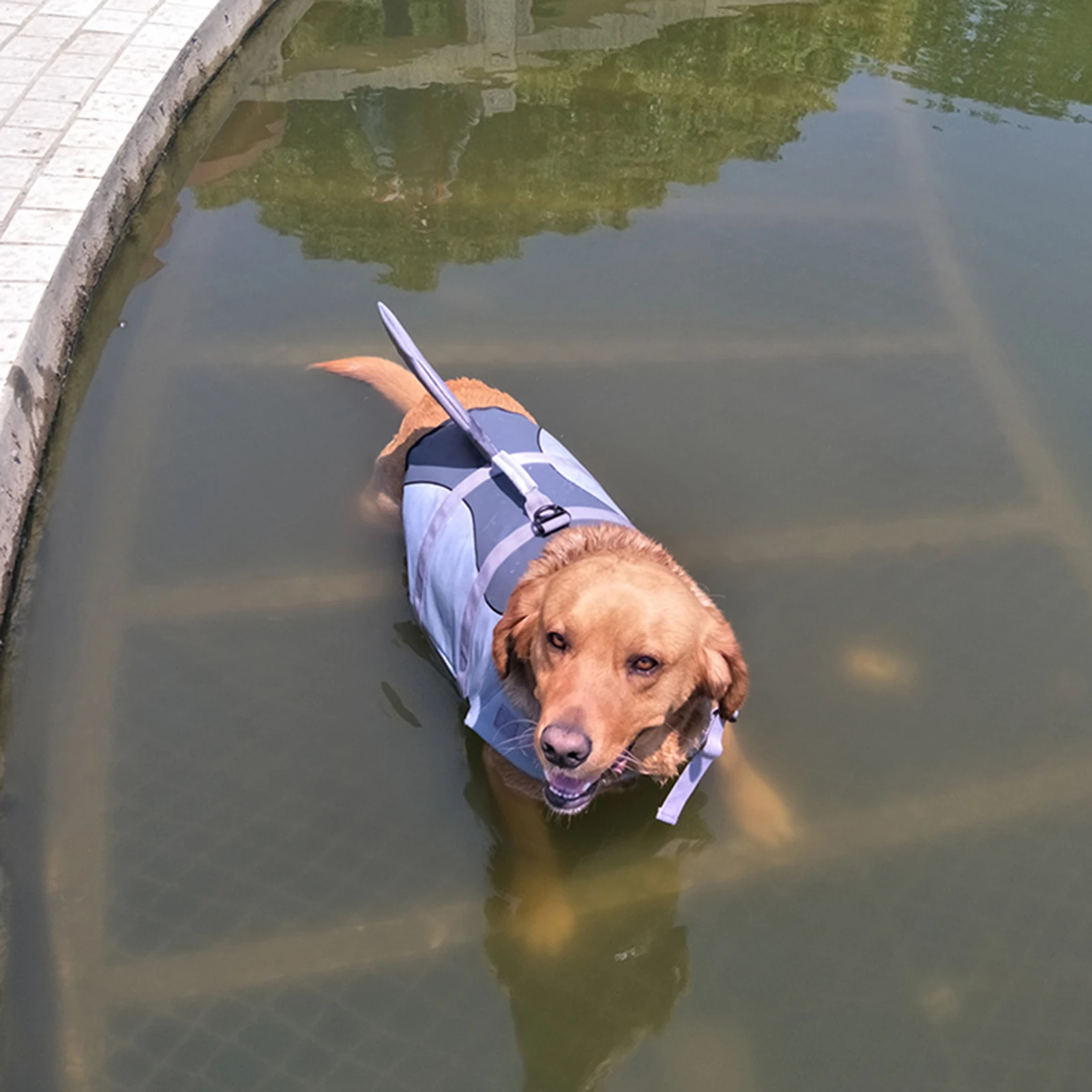 Dog Life Jacket Pet Shark Swimsuit Vest Pet Safety Wear Dog Swimsuit Preserver for Water Safety Device At The Pool, Beach, Boati