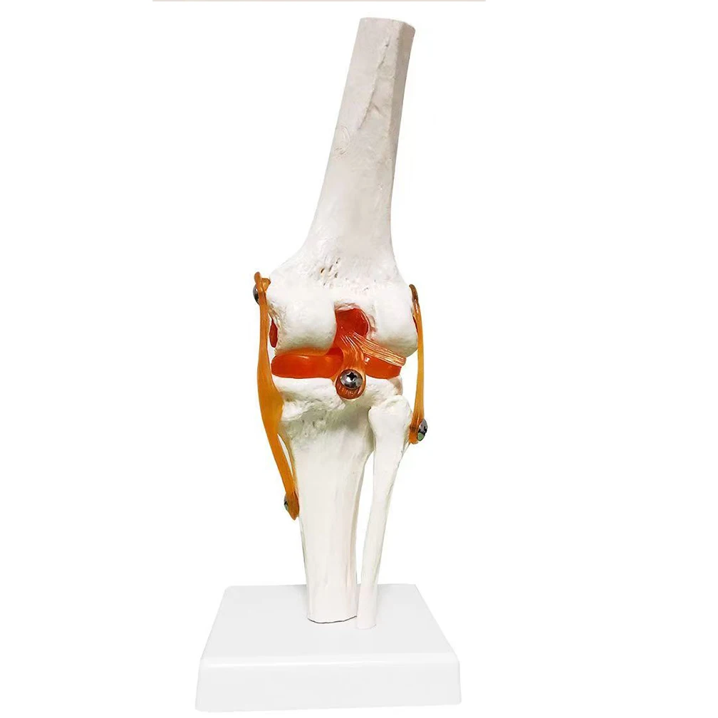 1:1 Lifesize Adults Human Knee Joint Anatomy Model Medical Science Teaching Resources Anatomia Humana Supplies anatomical models