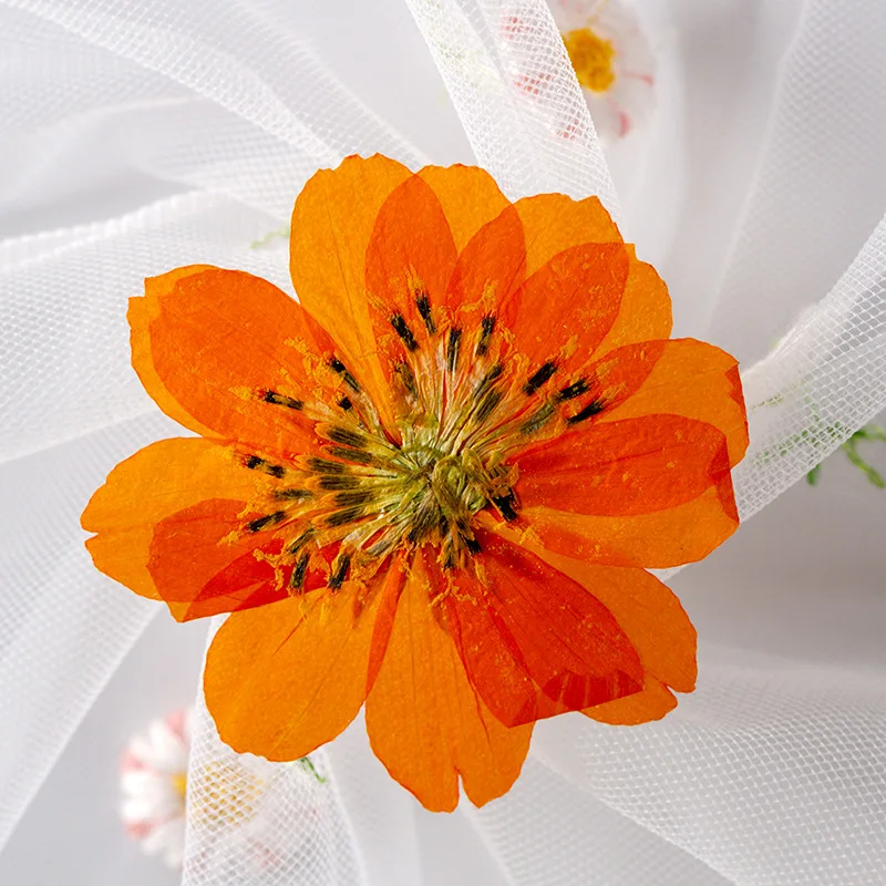 Fleurs vaccées Naturelles, group Plante Murcia, Remplisseurs de Résine UV, Faire des Fleurs Décoratives, 12 Pièces