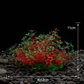 24H Black Red